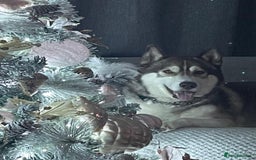 Siberian Husky dogs for sale: Siberian husky male (buck) - Image 11