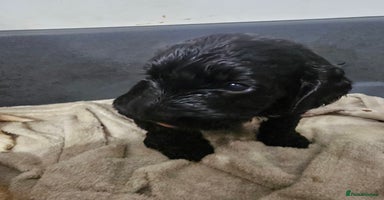 Cockapoo dogs - Advert 13