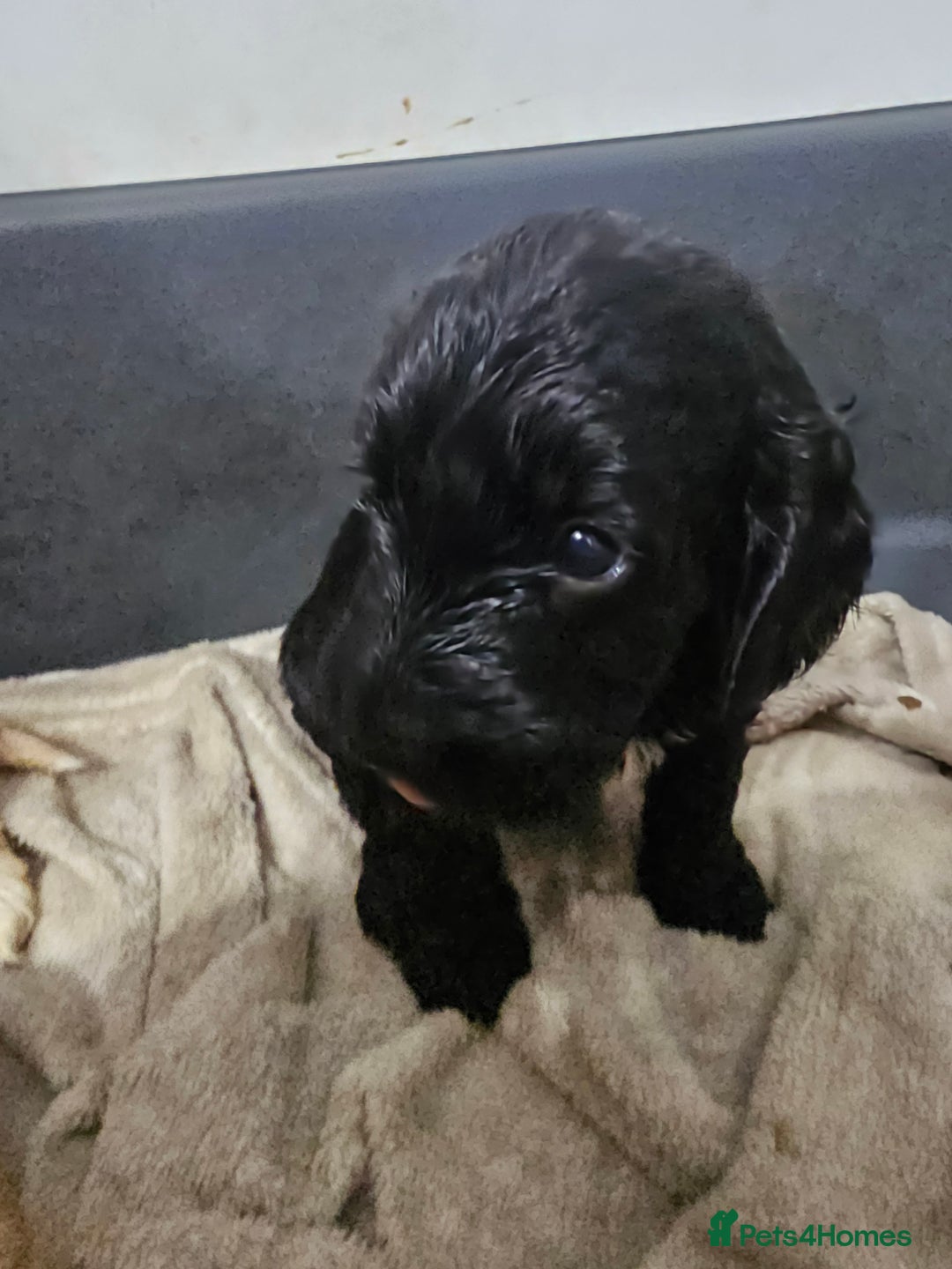 Cockapoo dogs for sale: Cockapoos for sale  - Image 2
