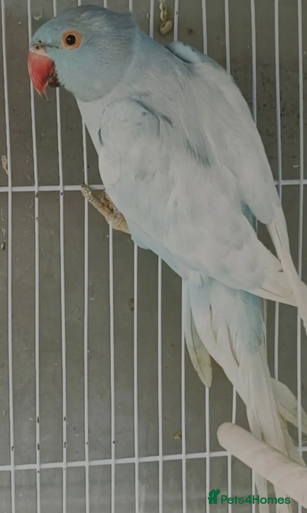 Ringnecks birds for sale: Lovely ringneck pied girl - Advert 2