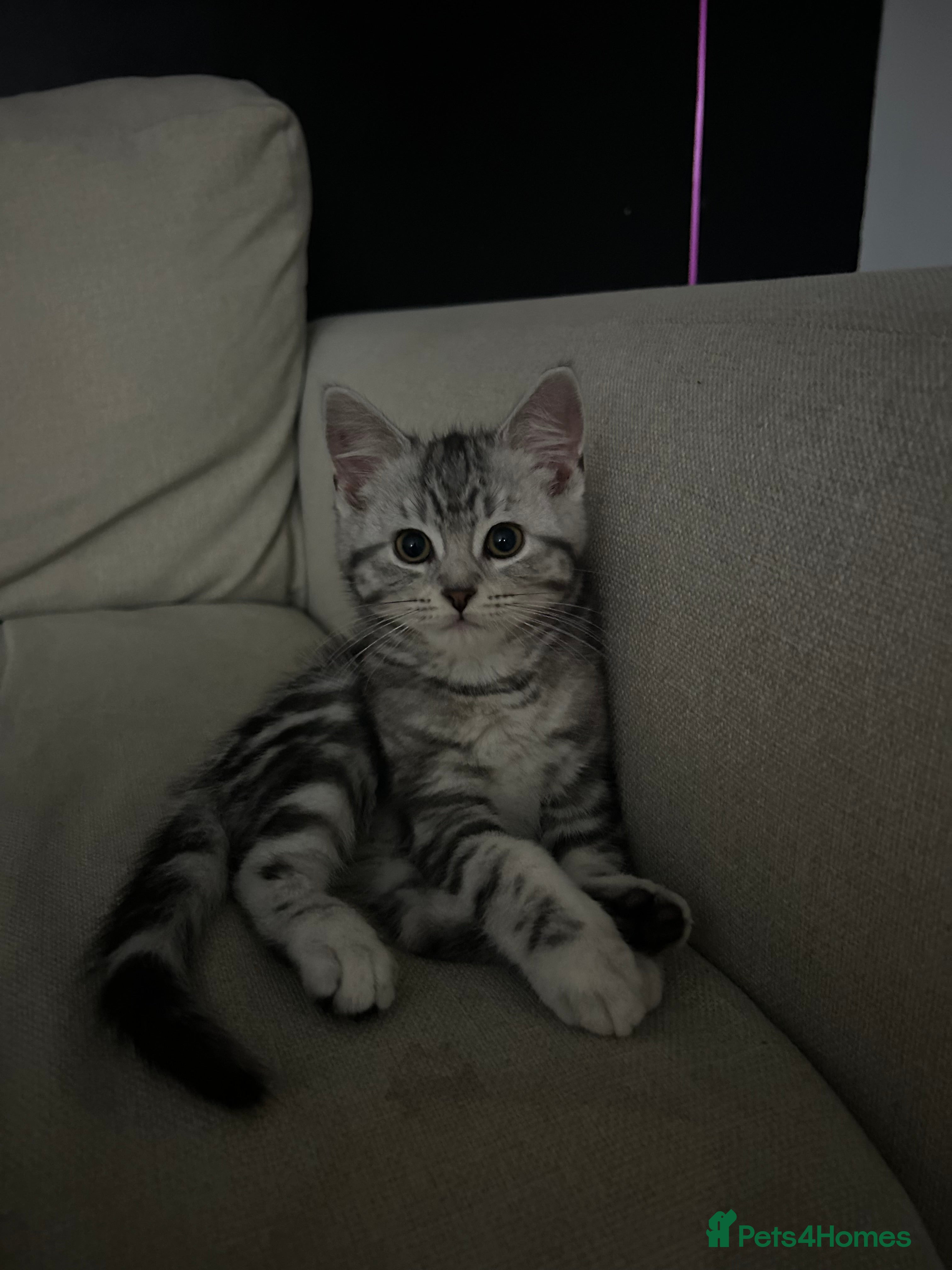 Mixed Breed cats 2 female X maine coone  - Advert 2