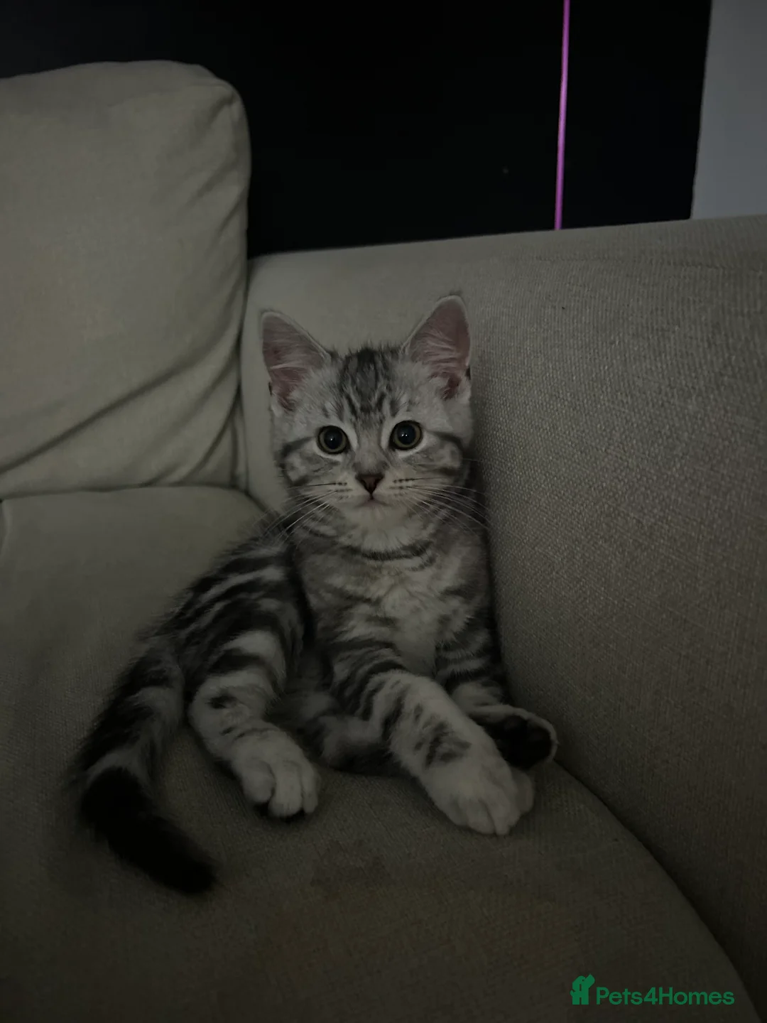 Mixed Breed cats for sale: 2 female X maine coone  - Advert 1