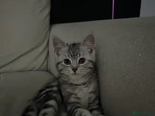 Mixed Breed cats 2 female X maine coone - Advert 2