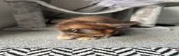 Maine Coon cats for sale: Last black torbie female available  - Advert 6