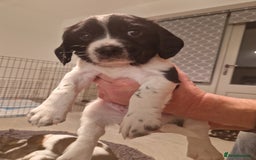 English Springer Spaniel dogs for sale: Stunning litter of English Springer Spaniels  - Advert 6