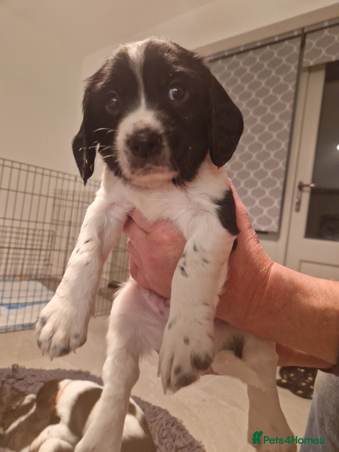 English Springer Spaniel dogs for sale: Stunning litter of English Springer Spaniels  - Advert 6