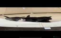 Persian cats for sale: Kittens - Image 6