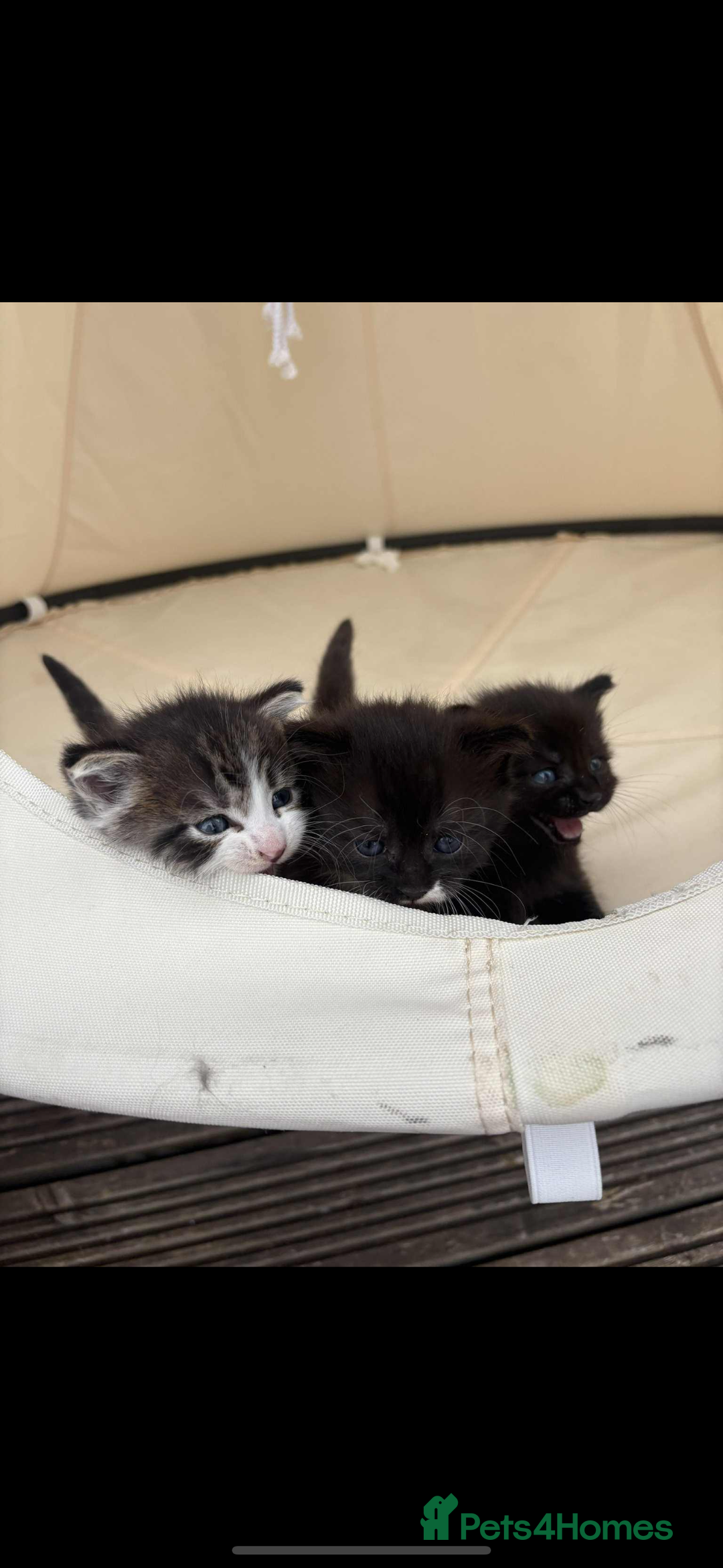 Persian cats for sale: Kittens - Image 6