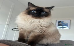 Ragdoll cats for sale: Sweet Ragdoll cats looking for a new home - Image 6