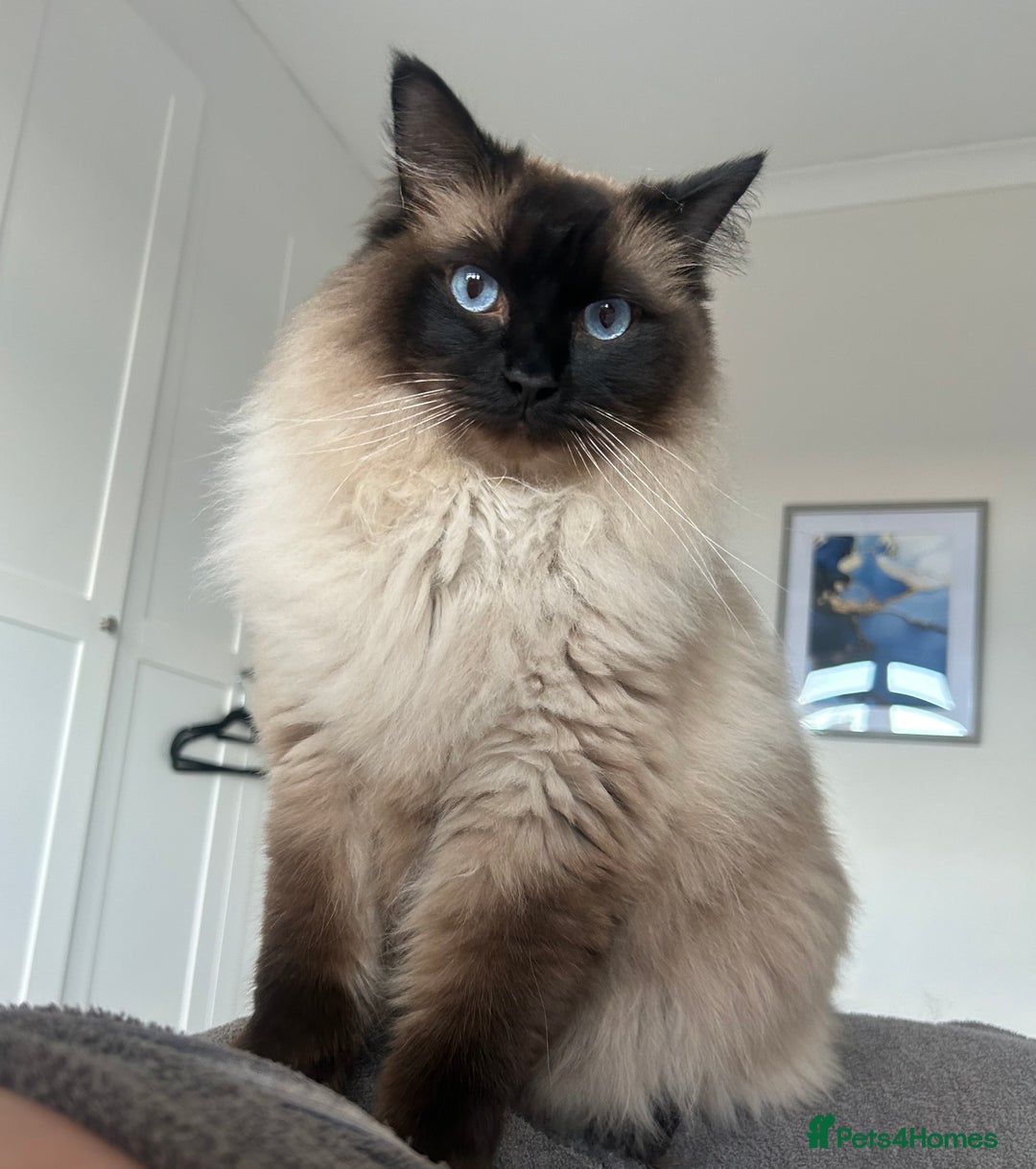 Ragdoll cats for sale: Sweet Ragdoll cats looking for a new home - Image 6