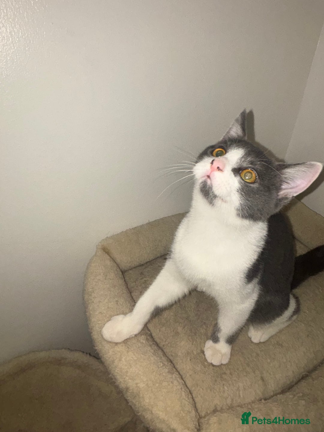 British Shorthair cats for sale: British shorthair & Domesticated shorthair female - Advert 7