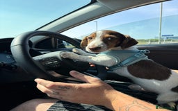 Mixed Breed dogs for sale: Gorgeous little boy dachshund cross jackrussell - Image 2