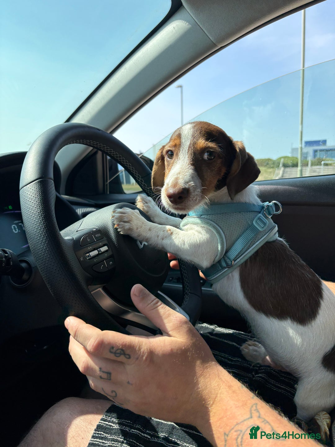 Mixed Breed dogs for sale: Gorgeous little boy dachshund cross jackrussell - Image 2