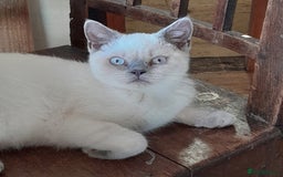 British Shorthair cats for sale: BSH Lilac Colourpoint Kitten - 1 left in Clacton-on-Sea - Image 9