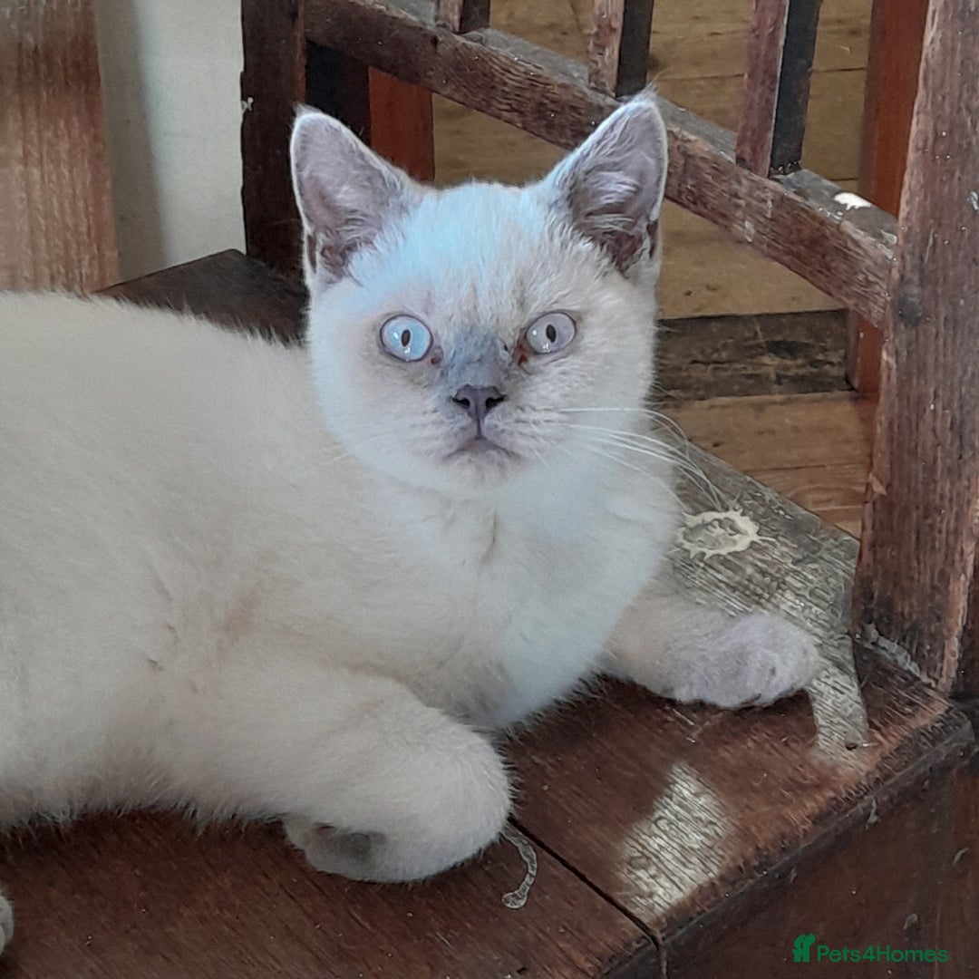 British Shorthair cats for sale: BSH Lilac Colourpoint Kitten - 1 left in Clacton-on-Sea - Image 9