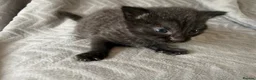 Mixed Breed cats for sale: 3 Adorable Kittens For Sale in Cumnock - Advert 2