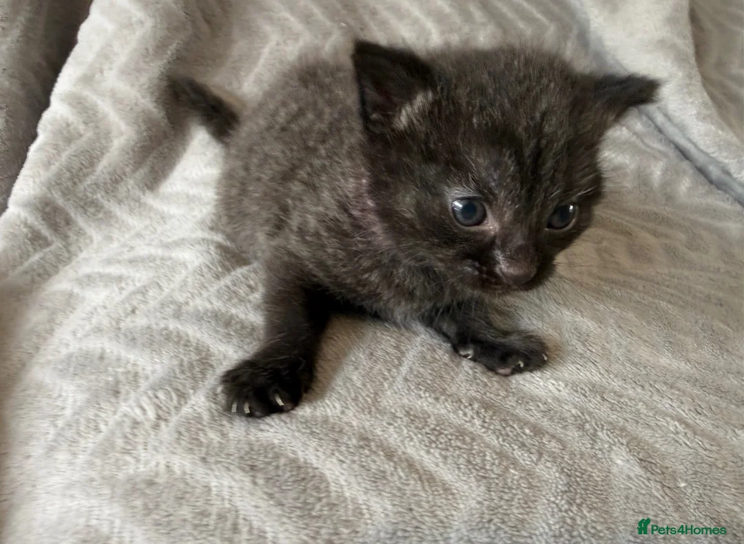 Mixed Breed cats for sale: 3 Adorable Kittens For Sale in Cumnock - Advert 2