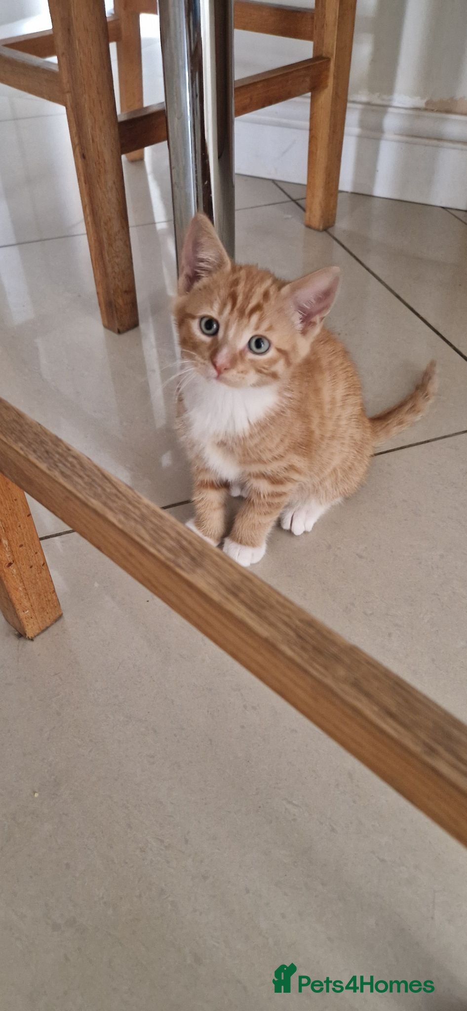 Domestic Shorthair cats Domestic Shorthair Kittens (3 males, 1 female) - Advert 14