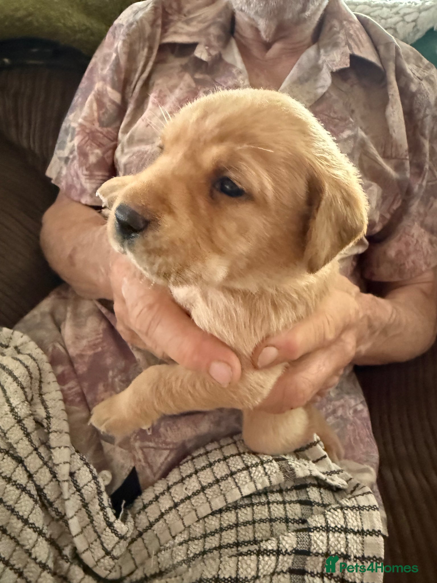 Labrador Retriever dogs K.C.Reg Superb Labrador Puppies - Advert 2
