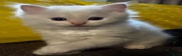 Ragdoll cats for sale: Beautiful Pedigree Ragdoll Kittens  - Advert 8