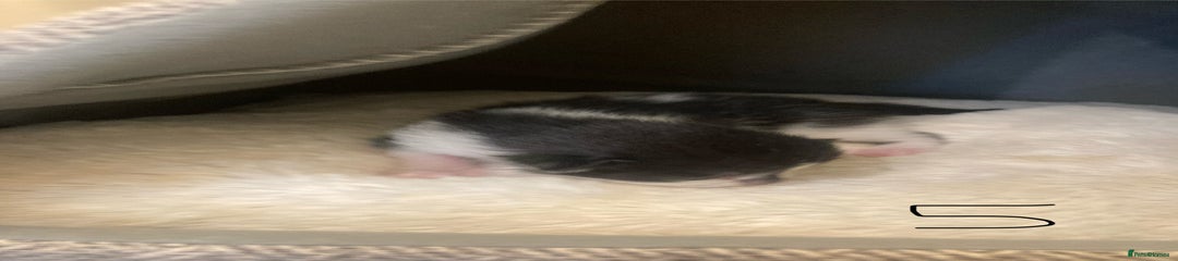 Mixed Breed Kitten 5