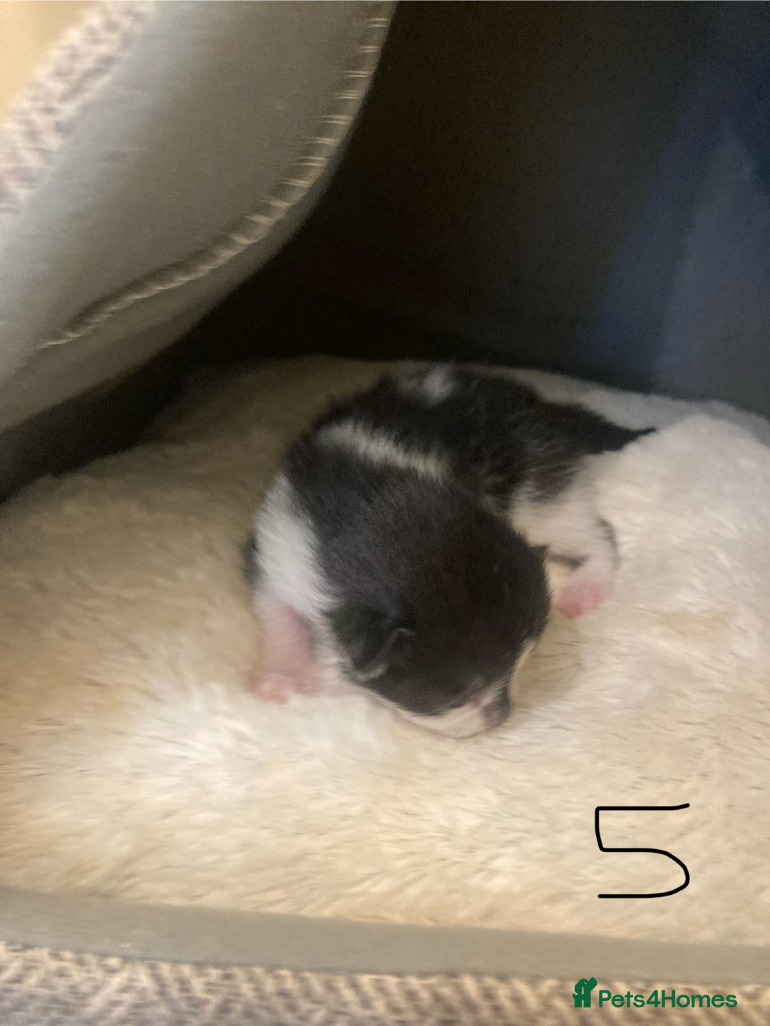 Mixed Breed cats for sale: 6 kittens looking for their forever homes  - Image 3