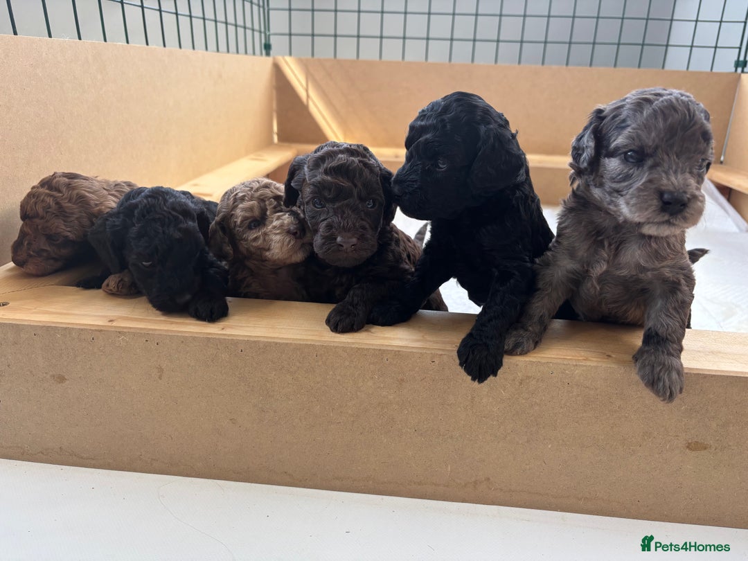 Miniature Poodle dogs for sale: Miniature poodles REDUCED READY TO LEAVE NOW  - Image 22