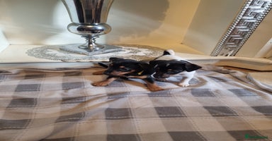 Jack Russell dogs - Advert 5