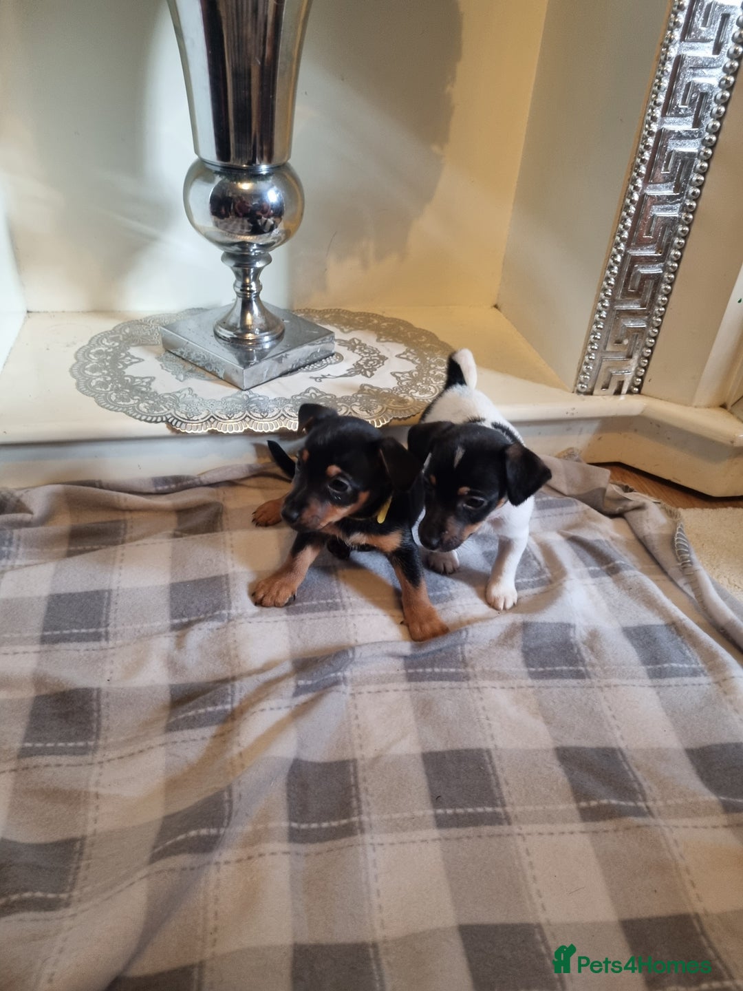 Jack Russell dogs for sale: Jack russell  - Image 3