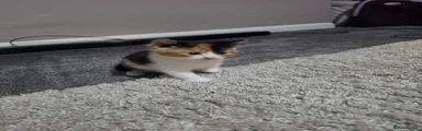 Mixed Breed Kitten 6
