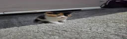 Mixed Breed cats for sale: Little bundles of fluff! - Advert 12