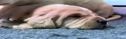 Golden Retriever dogs for sale: Beautiful Deep Golden Dark Retriever Puppys in Sleaford - Advert 2