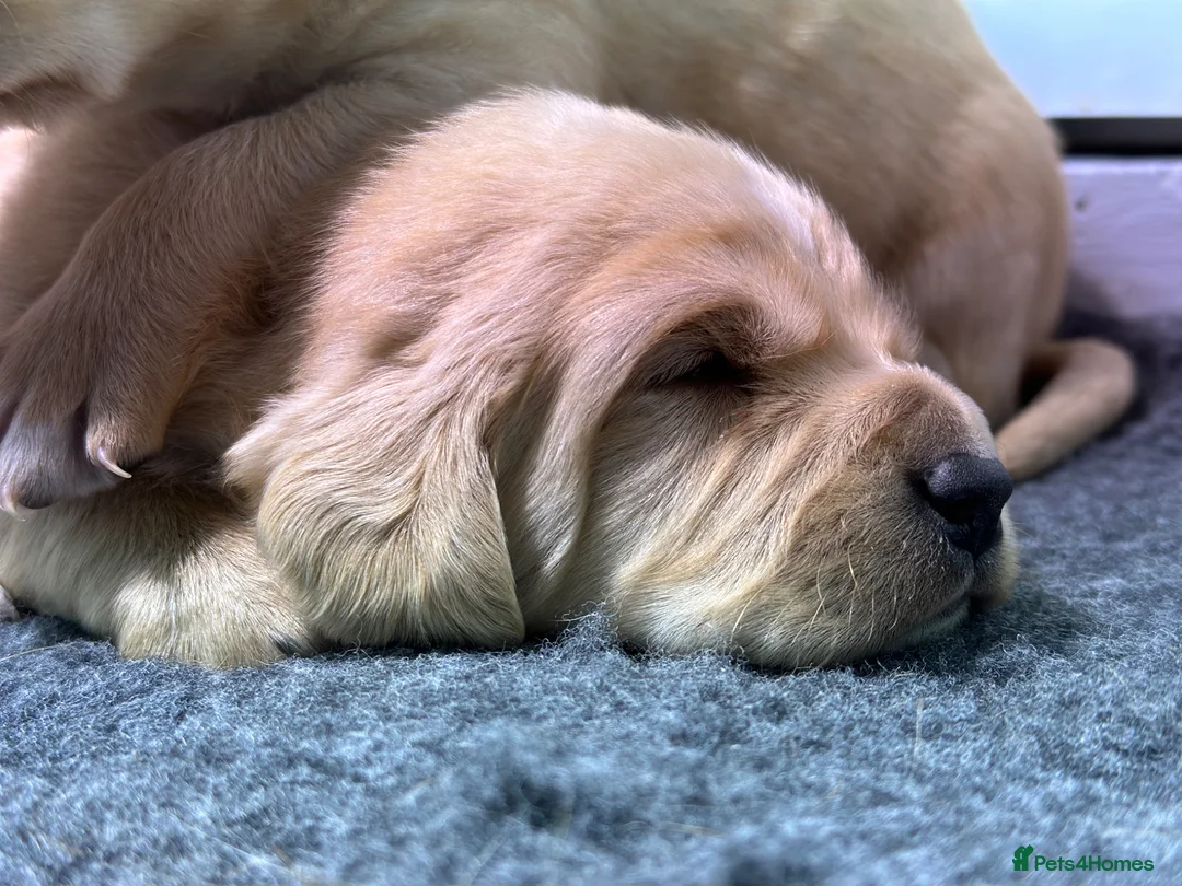 Golden Retriever dogs for sale: Beautiful Deep Golden Dark Retriever Puppys in Sleaford - Advert 2