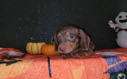 Miniature Dachshund dogs for sale: Miniature dachshunds - Image 10