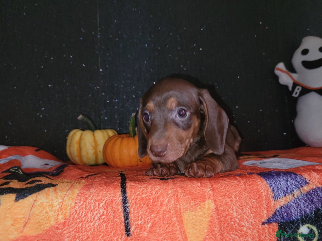 Miniature Dachshund dogs for sale: Miniature dachshunds - Image 10