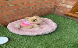 Pomeranian dogs for sale: Bella from Russia 🇷🇺  - Image 10