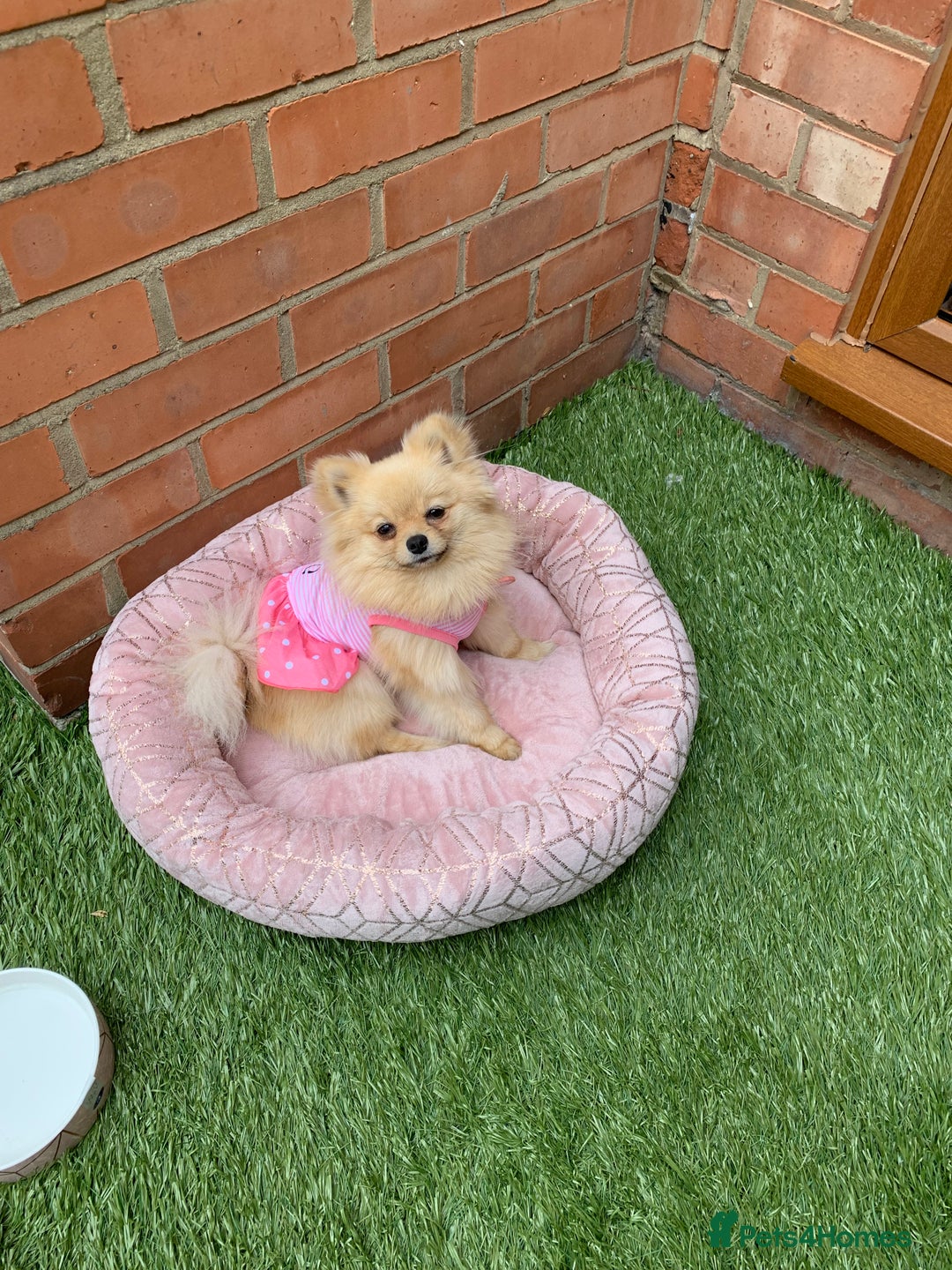 Pomeranian dogs for sale: Bella from Russia 🇷🇺  - Image 10