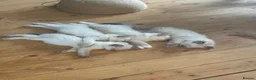 Ragdoll cats for sale: Boy and Girl Ragdoll in Woodford Green - Advert 15