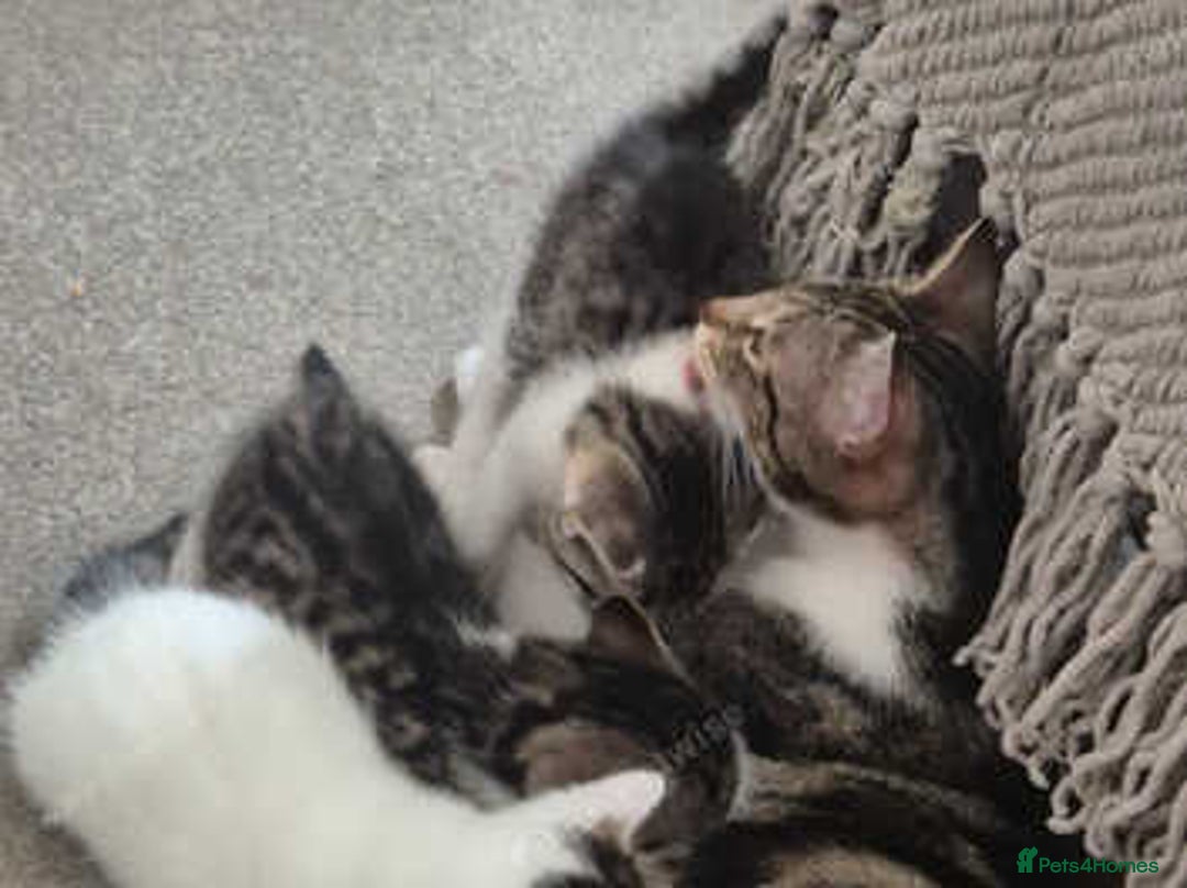 Mixed Breed cats for sale: Tabby Kittens  - Image 3