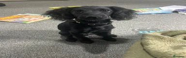 Doxiepoo 1