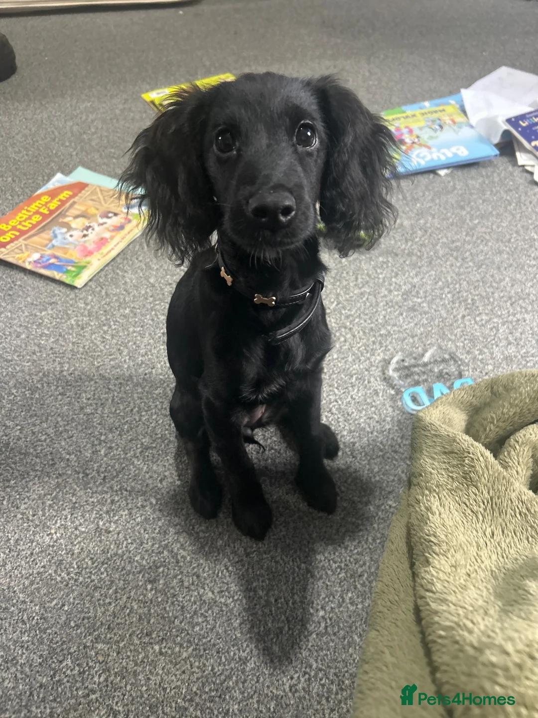 Doxiepoo dogs for sale: Doxiepoo puppy looking for a new home - Advert 2