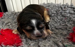Cocker Spaniel dogs for sale: Lovable Show Cocker Spaniel Puppies 🐾💕 - Image 3