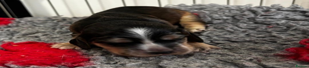 Cocker Spaniel Girl 