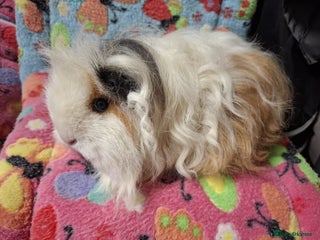 Guinea Pig rodents Baby PE Golden Sisters/Retired longhaired sowsRTL - Advert 11