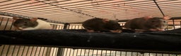 Rat rodents for sale: Three female rats six months old  - Advert 1