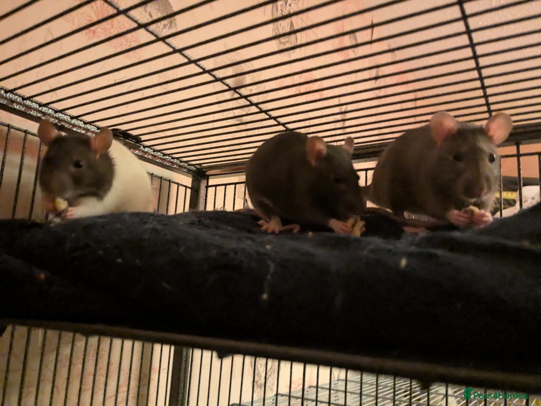 Rat rodents for sale: Three female rats six months old  - Advert 1