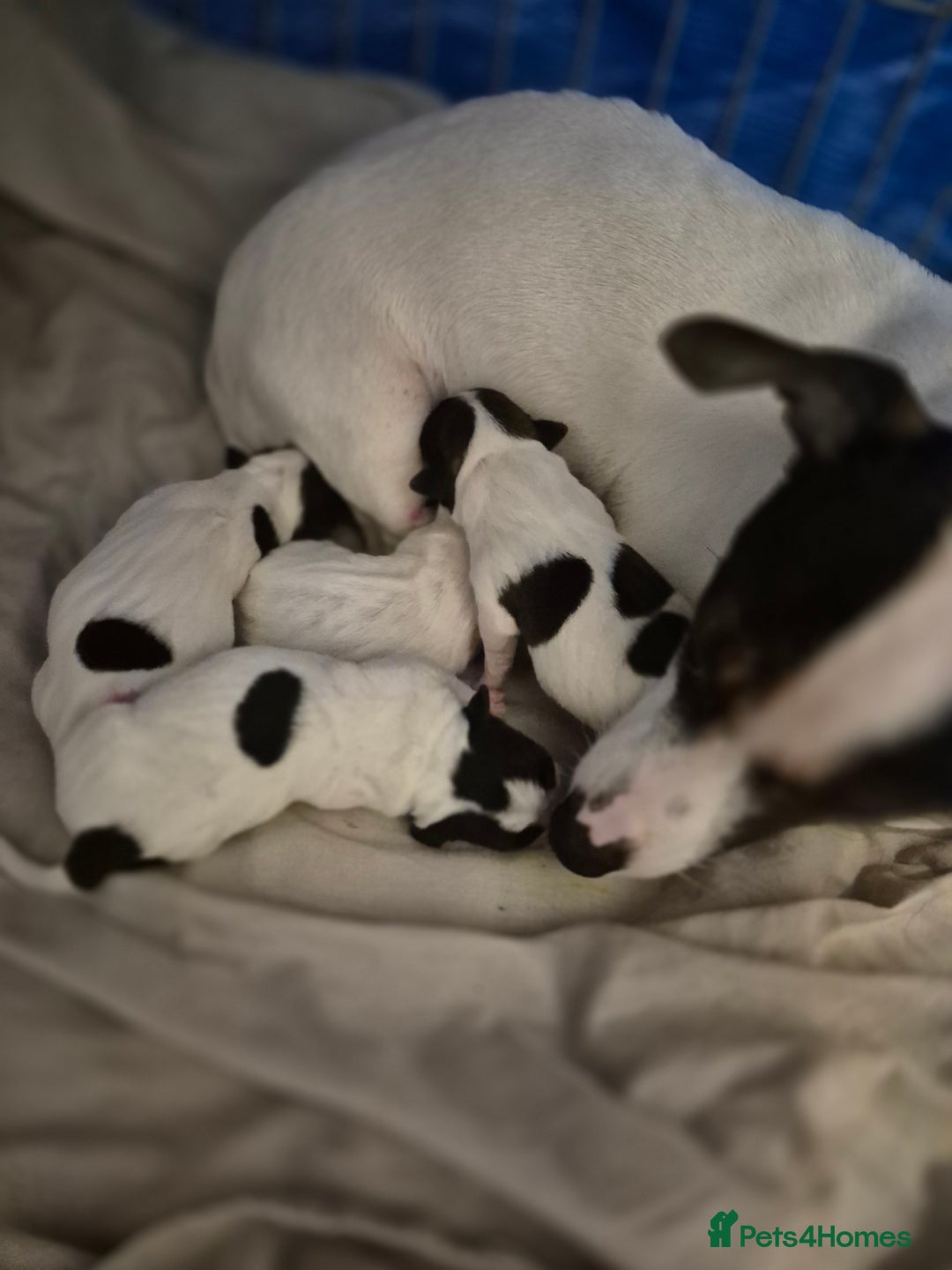 Jack Russell dogs for sale: Jack russle pups for sale - Advert 16