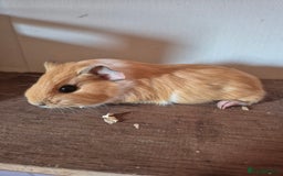 Guinea Pig rodents for sale: Piggies ready to go! - Image 4