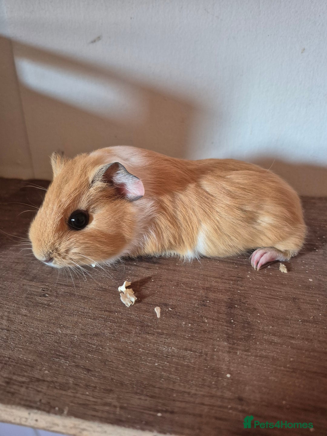 Guinea Pig rodents for sale: Piggies ready to go! - Image 4