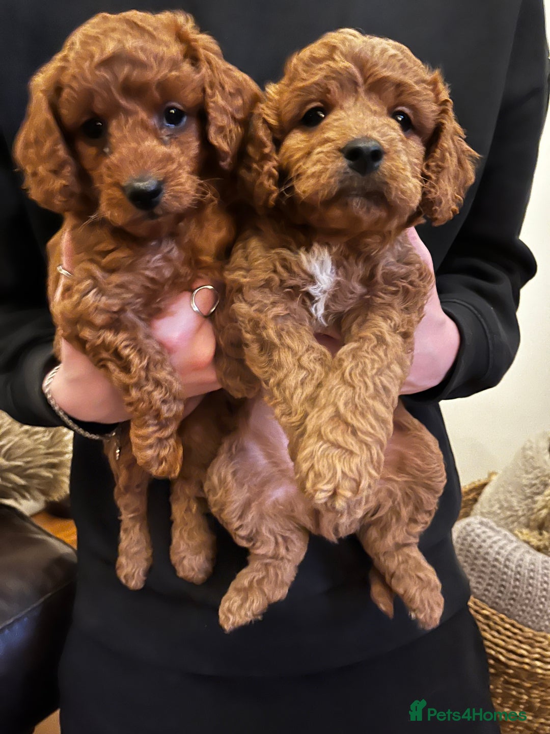 Cavapoo dogs for sale: 7 adorable puppies for sale 5 girls 2 boys  - Image 8